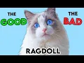 MUST-KNOW Ragdoll Cat PROS and CONS