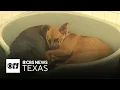 Dallas Animal Services offers free pet adoptions until Dec 17