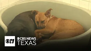 Dallas Animal Services offers free pet adoptions until Dec 17