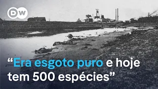 Como a Alemanha limpou o rio mais poluído da Europa
