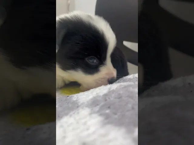 動画