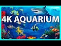 Lagu Prachtig Aquarium en ontspannende muziek in 4k 🐠  Anti-stressmuziek, ontspannen en meditatie.