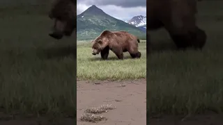 دب عملاق Shorts 