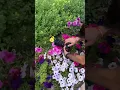 Download Lagu $8000 Camera macro VS iPhone 13 Pro Max macro! 📸📱#iphone #photography #shorts