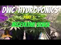 DWC Hydro Cannabis Grow Vegetative Stage Dealing With Root Rot