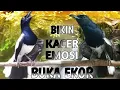 Download Lagu PANCINGAN KACER JUARA BIKIN KACER EMOSI DAN BUKA EKOR