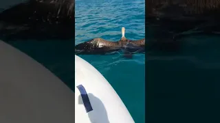 vulture rescue in Crete #short