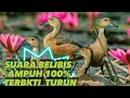 SUARA PIKAT BURUNG BELIBIS ASLI AMPUH 100% TERBUKTI TURUN #suaraburung #belibis