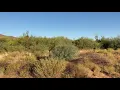 Quail Covey Flush