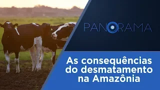 Panorama | Influência da pecuária no desmatamento da Amazônia | 11/03/2019