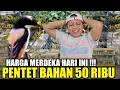 Download Lagu BIKIN PANAS LAGI ! RATUSAN EKOR BURUNG OMBYOKAN DIJUAL MURAH HARI INI SERASA JUAL RUGI