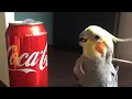 Download Lagu Funny Parrots Going Crazy - Cutest Parrots Compilation 2020 #2