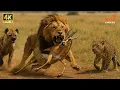 Download Lagu WILD SAVANNAH | Silent Assassins of the Savanna | Wild Animals
