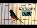 Download Lagu murai batu gacor AMPUH buat PANCINGAN murai batu agar bunyi JADIKAN burung murai gacor EMOSI