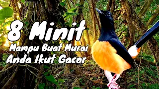 Download 8 Minit Mampu Buat Murai Anda Ikut Gacor - Murai Batu Borneo MP3