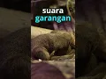 Download Lagu Pikat Suara GARANGAN #shorts  #wantarakicau