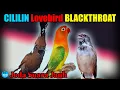Download Lagu CILILIN Lovebird BLACKTHROAT Jeda Suara Jauh