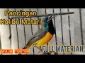 Download Lagu Kolibri Matari Gacorrr | Pancingan Burung Kolibri | Masteran Burung Kolibri