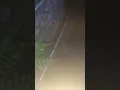 Download Lagu destruiu o cano da noite de deus
