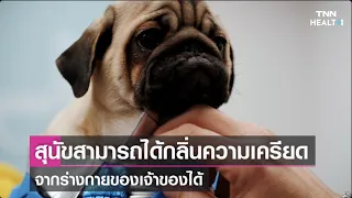 สุนัขสามารถตรวจจับความเครียดของมนุษย์ได้อย่างไร   และมีหลักฐานจากการศึกษาอย่างไร