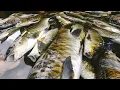 Download Lagu ikan semah atau ikan garing ter parah kami dapat kan hari ini tak mampu bawak pulang,