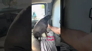 Life with a Doberman #fyp #dream #youtube #doberman #pets