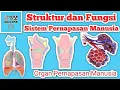 Download Lagu Struktur Dan Fungsi Sistem Pernapasan Manusia : Organ Pernapasan Manusia