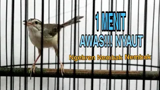 tercepat pancingan ciblek sawah gacor full ngebren ciblek sawah pasti emosi dengar ini 