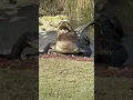 Alligator Gets Right To The Point