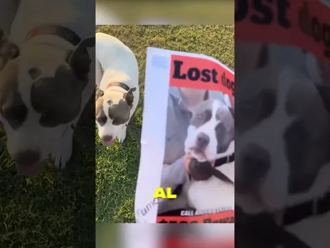 Vio a su perro en un cartel de desaparecido 😳💔 #shorts