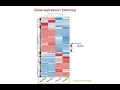 Gene expression heatmap
