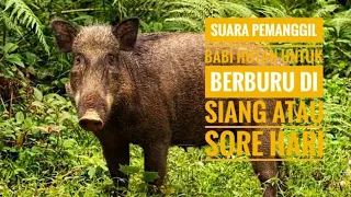 Suara babi betina untuk pemanggil babi hutan jantan, 99% Babi jantan akan datang, untuk berburu