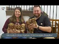 Mercede s Litter Update F1b Cavapoo Puppies