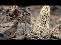 Learn to Hunt Burn Morels in 2023