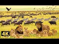 Lagu African Safari in 4K | Majestic Animals and Relaxing Music for Ultimate Tranquility