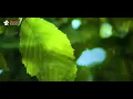 Download Lagu Aoi feat sonafmey - Comeback to me (Cinematic Video)
