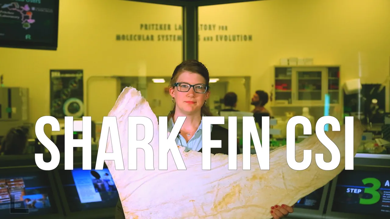 Shark Fin CSI
