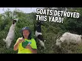 Cleaning up after Goats DESTROYED this Yard!