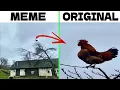 Screaming Chicken On Tree Original vs Meme vs Sound