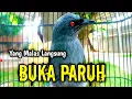 Download Lagu srigunting abu abu gacor AMPUH buat PANCINGAN srigunting abu biar bunyi | burung srigunting gacor