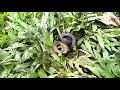 Download Lagu Perkelahian Ular Vs Tikus