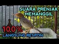 Lagu Seketika nyaut! Dengar suara prenjak gacor memanggil lawan | burung prenjak atas 