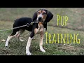Coonhound Pup training Tone