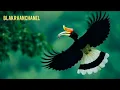Download Lagu suara burung Rangkong /Enggang kalimantan