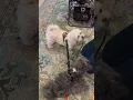 Dog Friendly Places