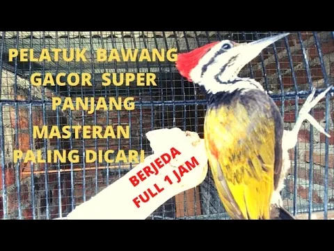 Download MP3 Pelatuk bawang gacor super panjang/Masteran burung pelatuk/Pecinta masteran burung indonesia channel