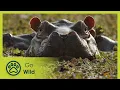 Download Lagu Island of the Hippos - Go Wild