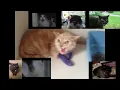 Cats - Sparta Extended EE V2 Remix