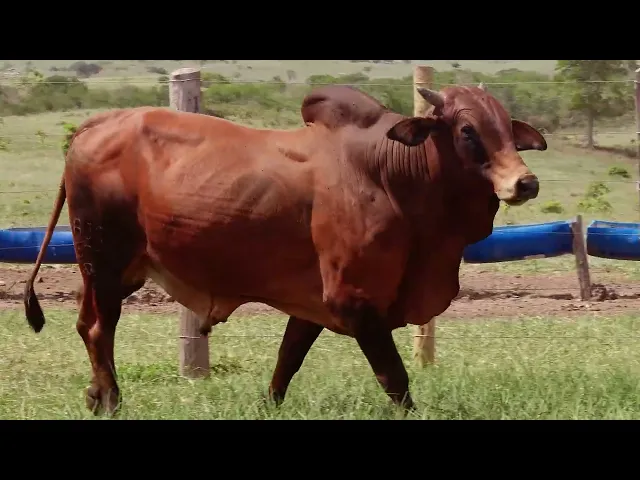 Touro Sindi RAJT - 2677