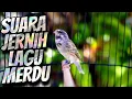 Download Lagu MASTERAN BLACKTHROAT GACOR SUARA JERNIH DURASI PANJANG LAGU MERDU